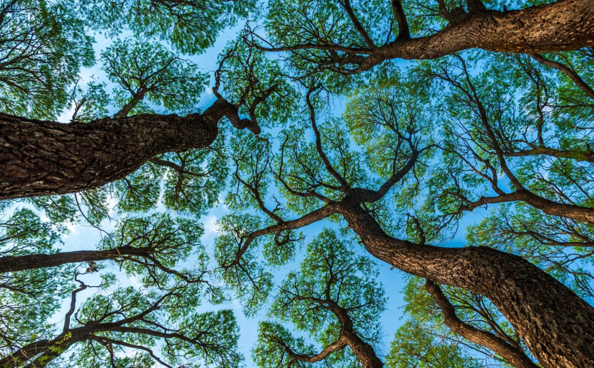 Tree crown shyness